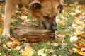 herbst2_093.jpg