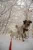 amadeo2.jpg